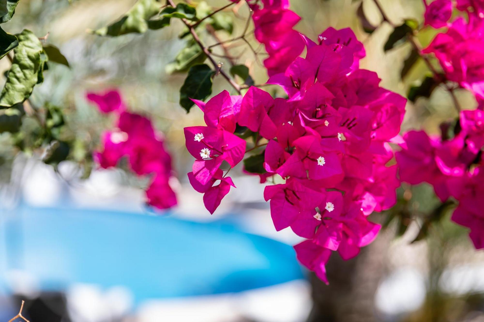 Vila Balaia - Luxury Boutique Villas Albufeira Eksteriør bilde